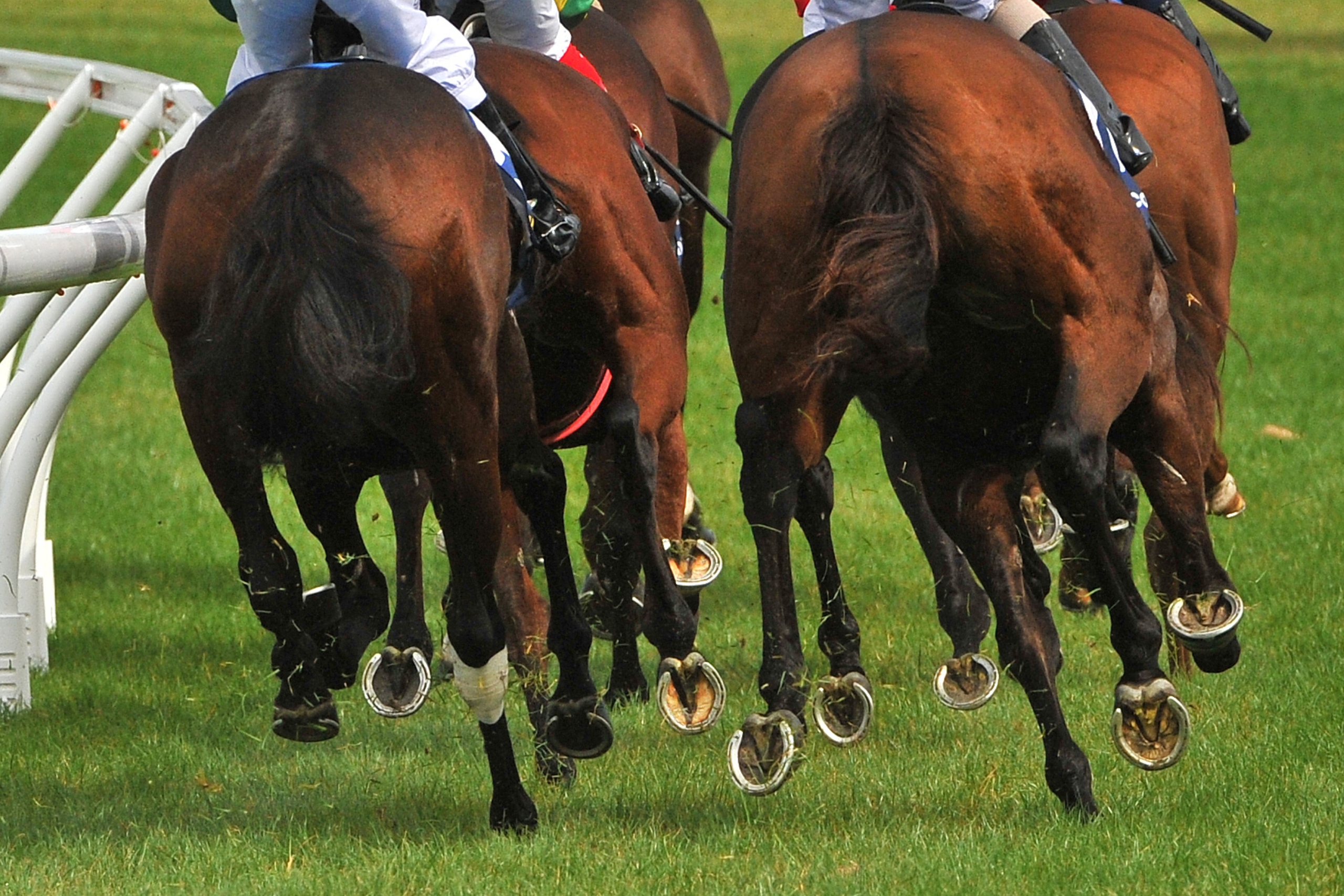 How To Read A Race Card Before Getting Your Hands On Horse Racing Tips